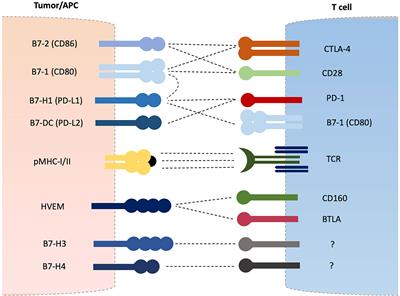 Frontiers | Soluble B7-CD28 Family Inhibitory Immune Checkpoint 